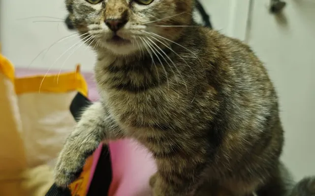 Mochi, a young tabby kitten rescued by Dr Kartini in Shah Alam