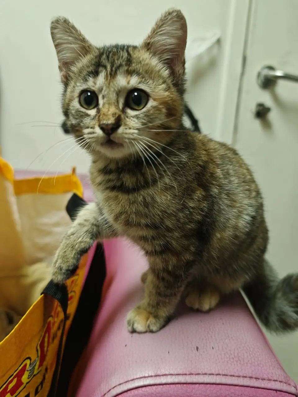Mochi, a young tabby kitten rescued by Dr Kartini in Shah Alam