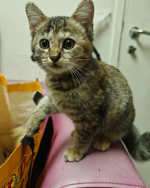 Mochi, a kitten Dr Kartini rescued from a busy street in Shah Alam